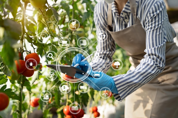 L'agriculture utilise des tablettes de contrôle de la production pour surveiller la qualité des légumes et des tomates en serre Fermier intelligent utilisant une technologie pour étudier