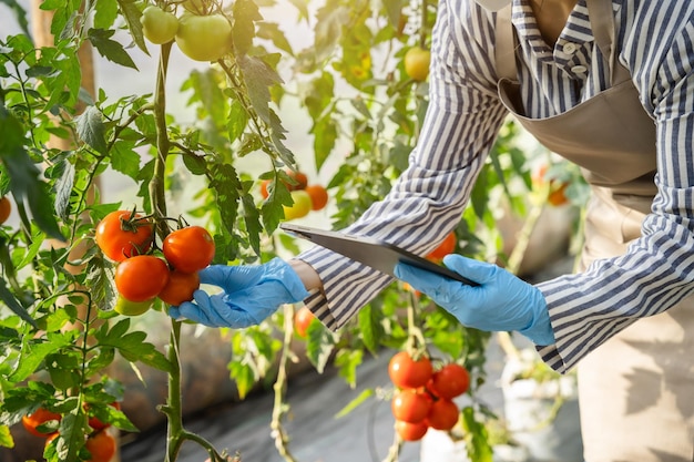 L'agriculture utilise des tablettes de contrôle de la production pour surveiller la qualité des légumes et des tomates en serre Fermier intelligent utilisant une technologie pour étudier