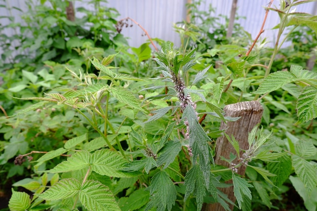 Agripaume sur fond de feuillage de framboisier Des plantes utiles poussent dans le jardin