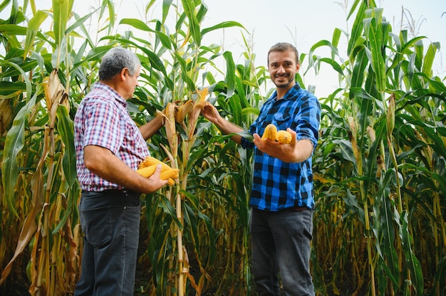 Agrobusines familiales, agriculteurs debout dans un champ de maïs, regardant et pointant du doigt, ils examinent le corp au coucher du soleil