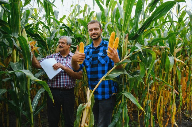 Agrobusines familiales, agriculteurs debout dans un champ de maïs, regardant et pointant du doigt, ils examinent le corp au coucher du soleil