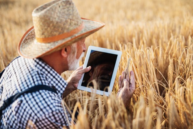 Agronome de 60 ans inspectant un champ de blé et utilisant une tablette tactile.