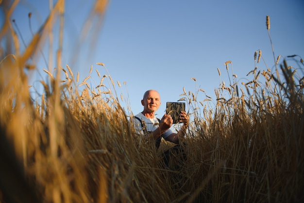 Agronome ou agriculteur à l'aide d'une tablette lors de l'inspection du champ de blé biologique