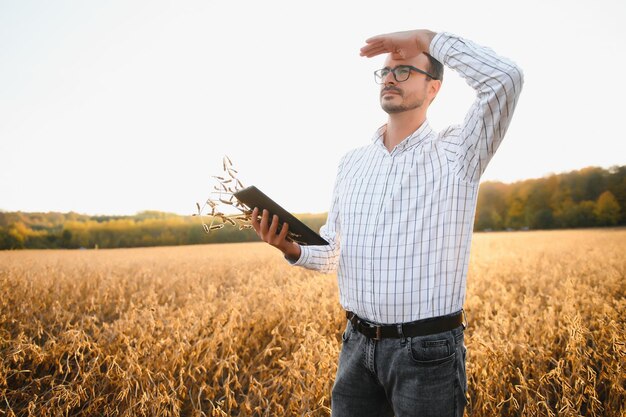 Agronome ou agriculteur examinant la récolte du champ de soja