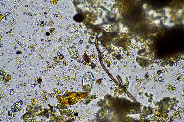 Photo agronome avec un échantillon de sol avec la vie du sol et des insectes micro-organismes stockant du carbone avec des champignons et des bactéries d'une ferme