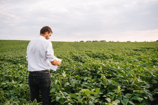 Agronome inspectant les cultures de soja poussant dans le champ agricole. Concept de production agricole. jeune agronome examine la récolte de soja sur le terrain en été. Agriculteur sur le champ de soja