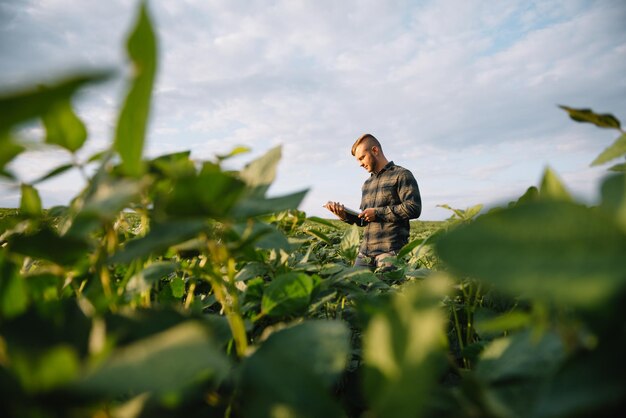 Agronome inspectant les cultures de soja poussant dans le champ agricole. Concept de production agricole. jeune agronome examine la récolte de soja sur le terrain en été. Agriculteur sur le champ de soja