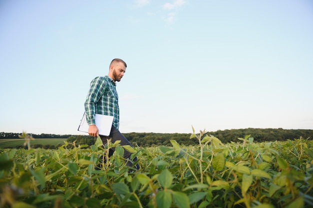 L'agronome inspecte la récolte de soja dans le domaine agricole - Agro concept - agriculteur dans la plantation de soja à la ferme