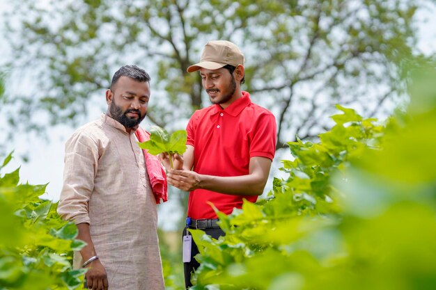 Agronome ou officier indien discutant avec un agriculteur dans un champ agricole de coton vert.