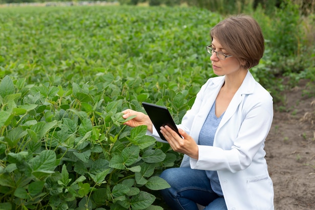 Une agronome scientifique examine les plants de soja sur le terrain avec une tablette