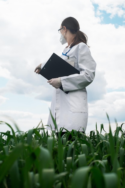 Agronome utilisant une tablette et la technologie dans un champ de maïs agricole L'agriculteur se promène