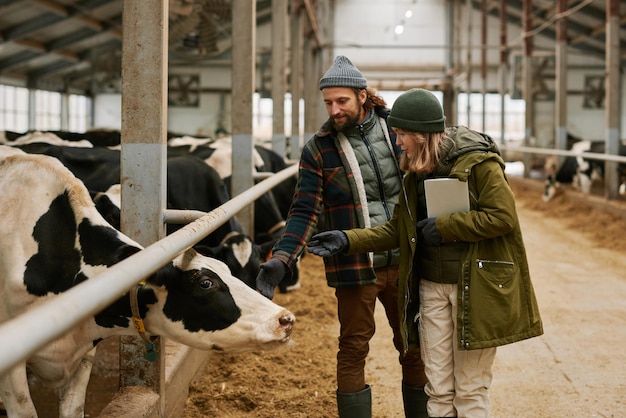 Agronomes prenant soin de leurs vaches laitières