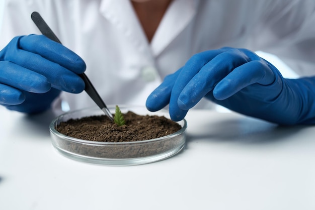 Agronomie d'expérience de recherche de technologie de biologiste de femme