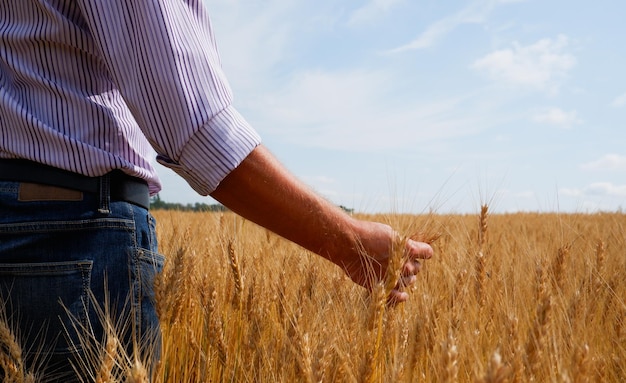 L'agronomiste examine à la main les épines du blé mûr En gros, les épines d'un champ de blé