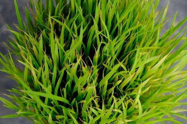 L'agropyre est les premières feuilles fraîchement germées de la plante de blé tendre (Triticum aestivum). vert