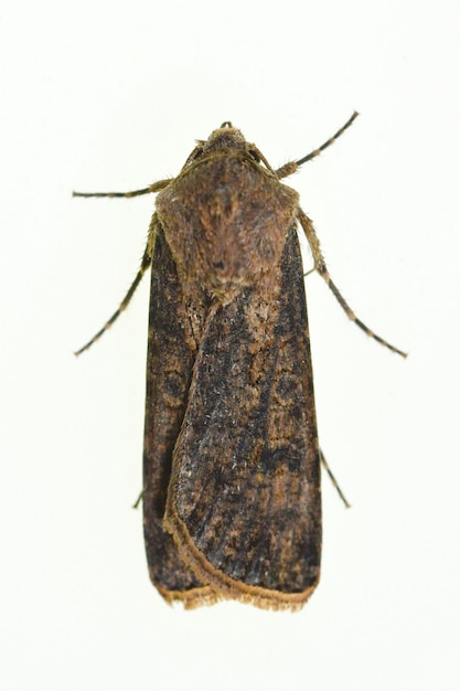 Agrotis segetum - qui appartient à la famille des Noctuidae.