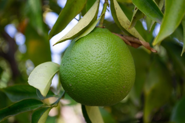 Agrumes citron vert accroché à un arbre