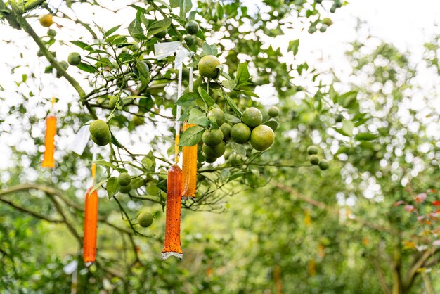 Agrumes locaux indonésiens qui ont un goût sucré et la couleur est un mélange d'orange et de vert