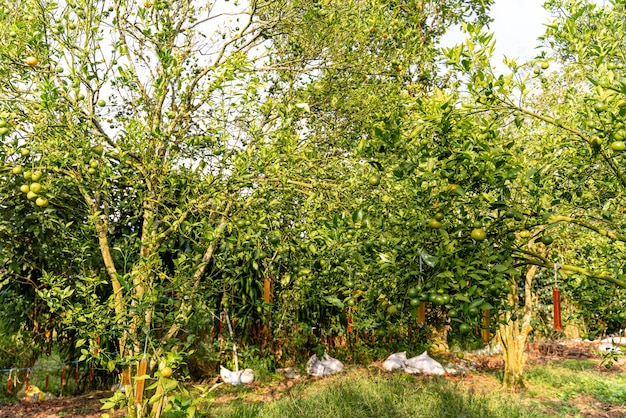 Photo agrumes locaux indonésiens qui ont un goût sucré et la couleur est un mélange d'orange et de vert