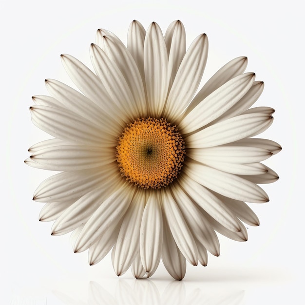 Ai a généré une fleur de marguerite isolée sur blanc