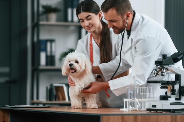 À l'aide d'un stéthoscope, des médecins masculins et féminins s'occupent d'un chien maltais dans la clinique.