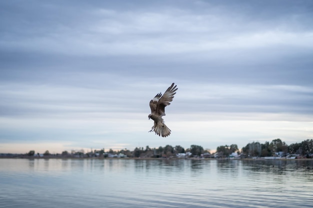 Aigle en action chassant dans un lac