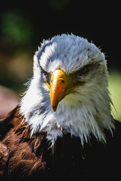 Aigle américain à tête blanche