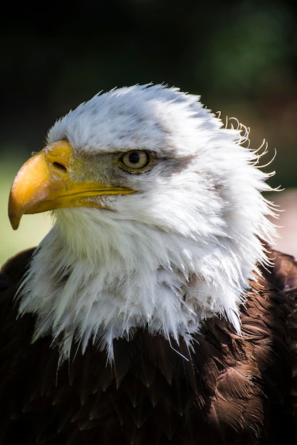 Photo aigle américain à tête blanche