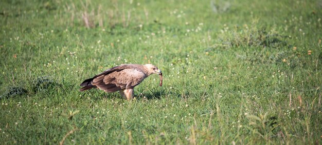 Un aigle au milieu de la prairie dans un pré