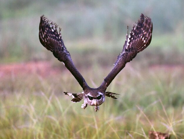 Photo l'aigle à barres est un hibou.