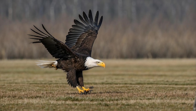 L'aigle à bec jaune court à travers un champ.