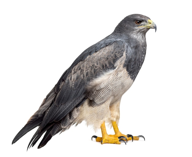 Aigle bleu du Chili - Geranoaetus melanoleucus (17 ans) devant un fond blanc