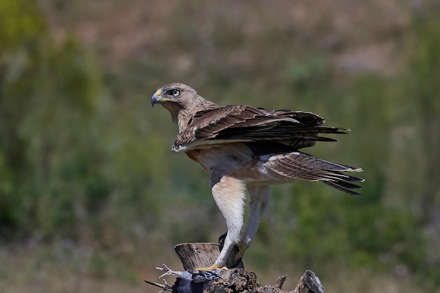 Aigle de Bonellis (Aquila fasciata)