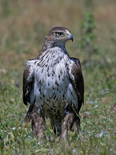 Aigle Bonellis Aquila fasciata