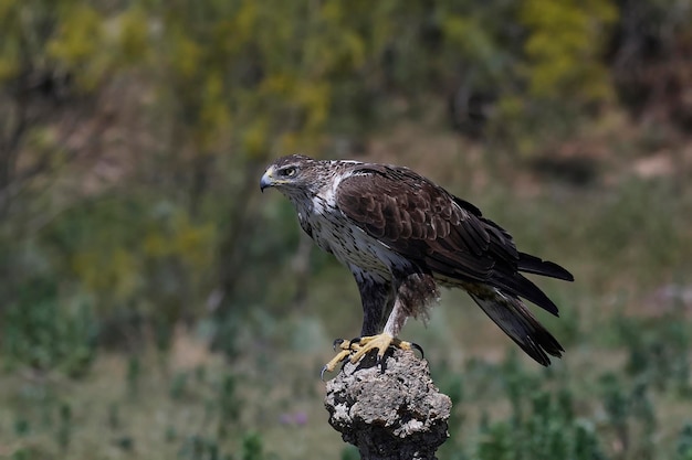 Aigle Bonellis Aquila fasciata