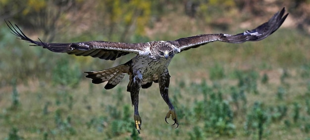 Aigle Bonellis Aquila fasciata