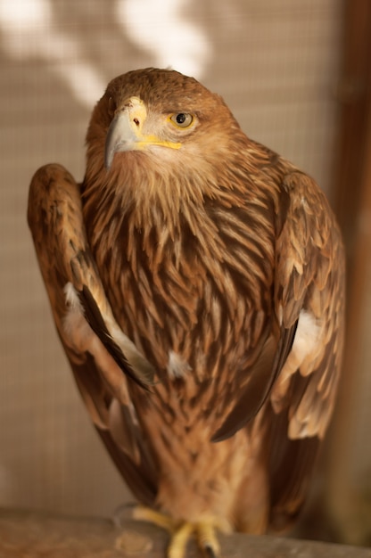 Un aigle brun est assis sur un perchoir et regarde dans le cadre