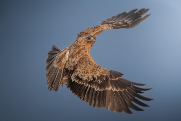 Un aigle brun avec le soleil qui brille sur ses ailes