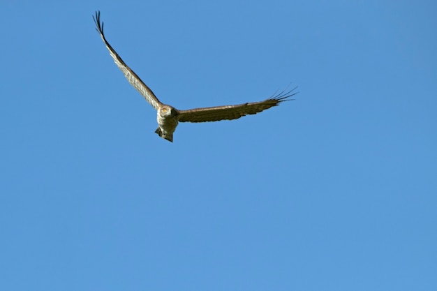Aigle court mâle volant avec la première lumière de l'aube