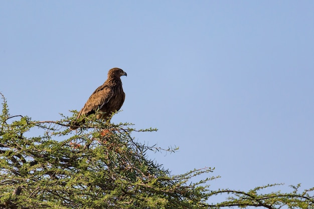 Un aigle dans la couronne d'un arbre