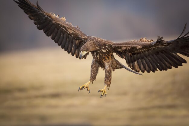 Photo l'aigle débarquant