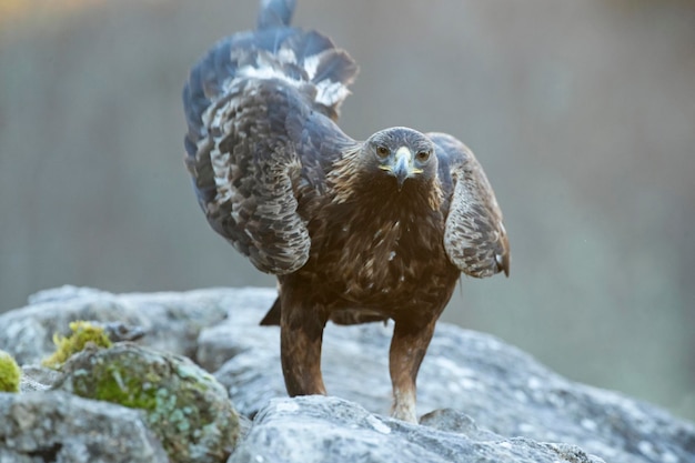 Aigle doré femelle adulte dans une région montagneuse avec une forêt de chênes et de hêtre au lever du soleil