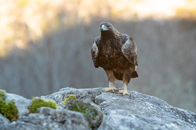 Aigle doré femelle adulte dans une région montagneuse avec une forêt de chênes et de hêtre au lever du soleil