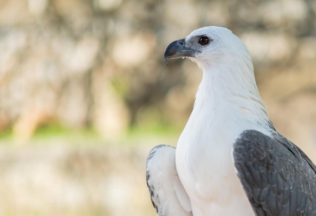 Aigle gros plan avec arrière-plan flou