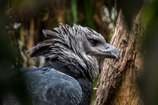 Aigle harpie américaine se bouchent