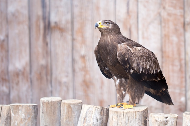 Aigle impérial espagnol - Aigle de chasse.