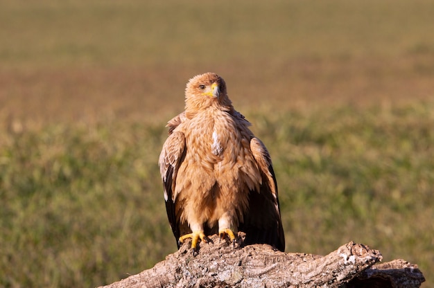 Aigle impérial espagnol aux premières lueurs de l'aube par une froide journée d'hiver