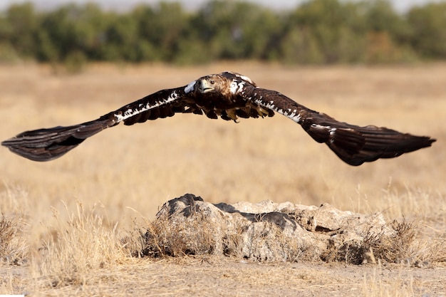 Aigle impérial espagnol de cinq ans femme volant avec les premières lumières du lever du soleil