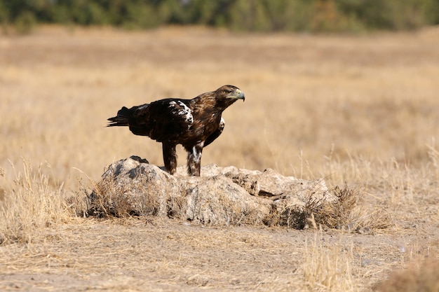 Aigle impérial espagnol femelle adulte sur une journée venteuse tôt le matin