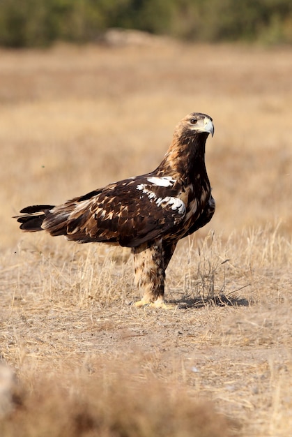 Aigle impérial espagnol femelle de cinq ans avec la première lumière du jour